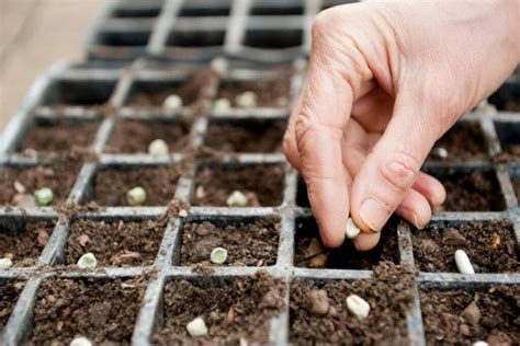 When And Where To Start Sowing Seeds Must Have Seed Sowing Guide