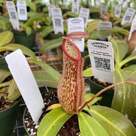 Carnivorous Nepenthes Miranda Gabriella Plants