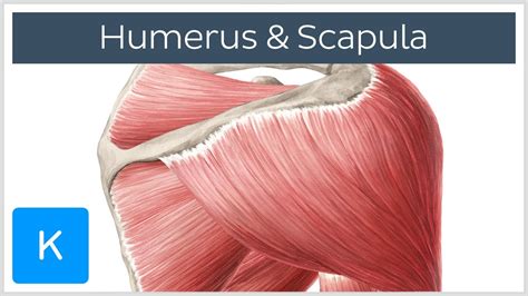 Muskeln Des Humerus Und Der Scapula Anatomie Des Menschen Kenhub