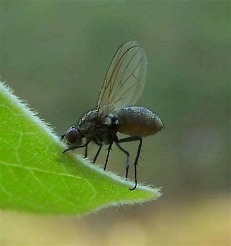 Fungus Ridden Fly Bugguide Net