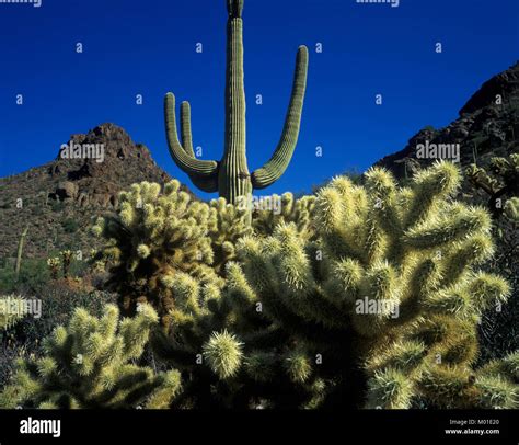 Cactus Saguaro, Sonora desert, Arizona USA Stock Photo - Alamy