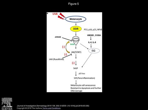 Hmgb1rage Mediates Uvb Induced Secretory Inflammatory Response And