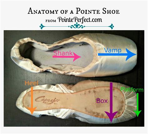 Anatomy Of A Pointe Shoe Bloch Pointe Shoes Size Chart Width