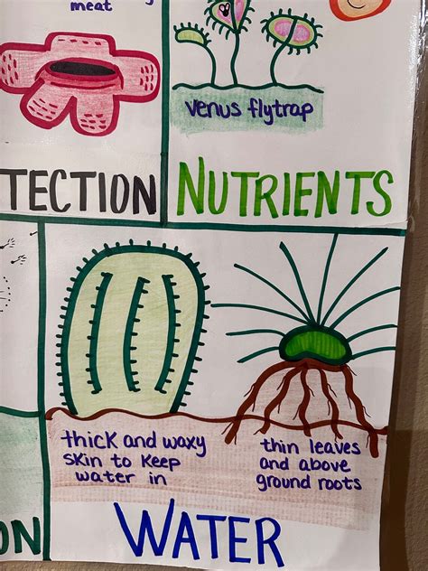 Plant Adaptations Anchor Chart For Elementary Middle And High School