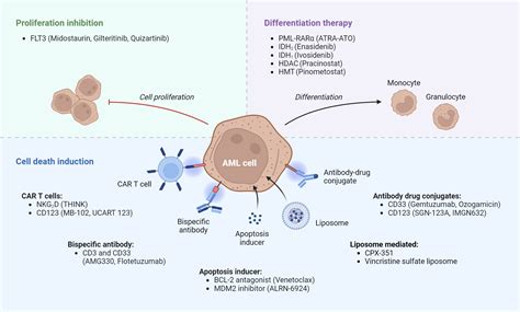 Acute Myeloid Leukemia Targets And Therapies Biorender Science Templates