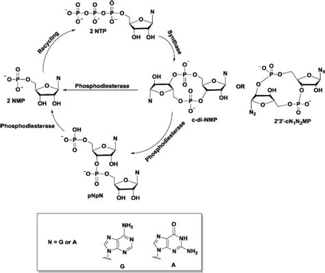 Schematic Of The General Synthesis And Degradation Of Cyclic