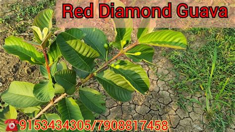 Japanese Red Diamond Guava Plants Available Youtube