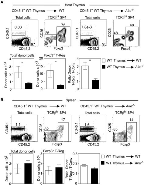 Aire Regulates The Thymus Recirculation Of Peripheral Foxp T Reg