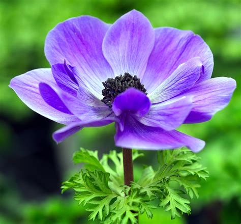 photo flower   tillie burrell blog