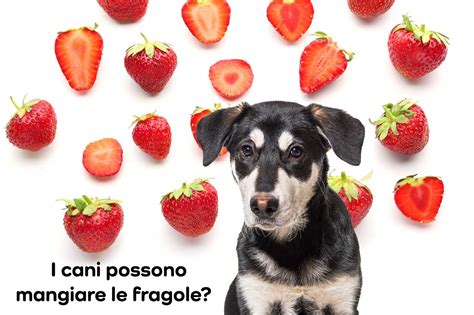 Le Fragole Fanno Bene Al Cane Scopri Qui Tutti I Benefici Khani It