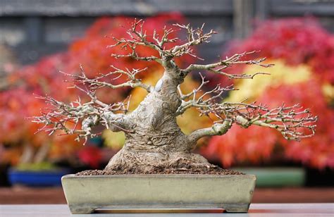 Bonsai Fächerahorn Ahorn Yamamomiji Acer Palmatum Shohin 19cm Japano