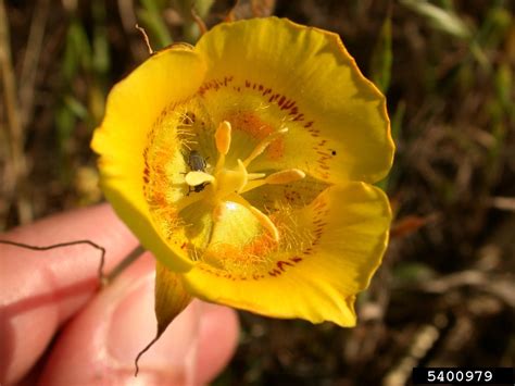 Yellow Mariposa Lily Calochortus Luteus