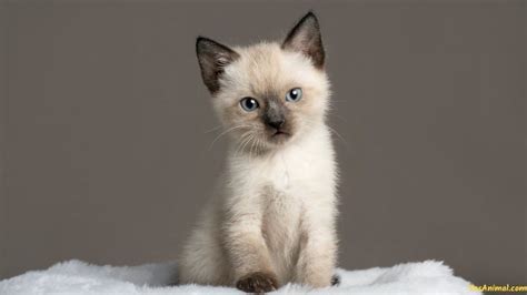 Siamese Kitten: Everything You Need To Know Before Owning