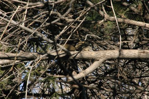 Pallas Squirrel from 中国 北京市朝阳区 清河路奥林匹克森林公园北园 on December 1 2023 at 09