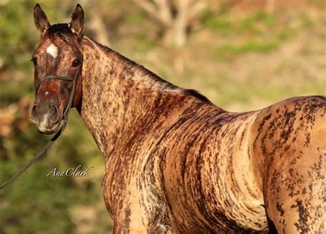 Tigress Dash Distinctive Brindle Horse