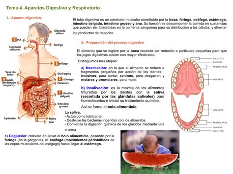 Tema Aparatos Digestivo Y Respiratorio Ppt