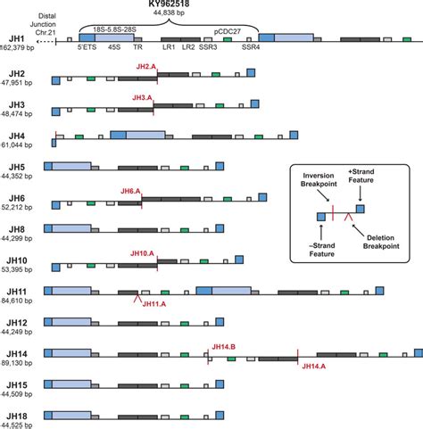 Schematic Structural Organization Of Rdna Containing Bac Clones