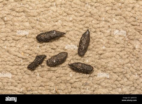 Norway Rat Feces - Rattus norvegicus Stock Photo - Alamy