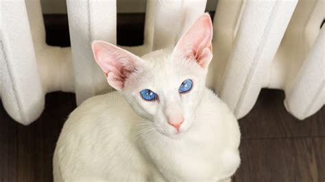 Portrait of Oriental Shorthair White Cat with Blue Eyes Stock Photo ...