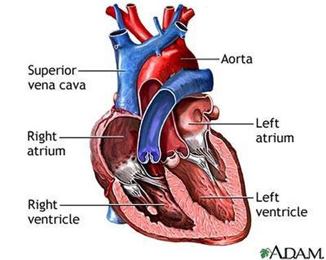 Anatomy Of The Atria Right And Left Atrium Anatomy Gljy