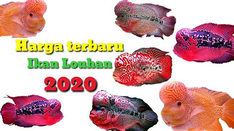 Daftar Harga Ikan Louhan Terbaru YouTube