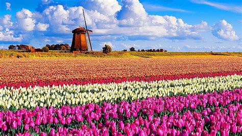 Tulip Field Wallpaper