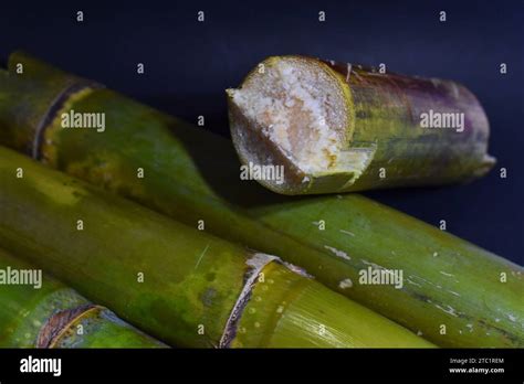 Primer plano de rama de caña de azúcar verde o tronco Saccharum