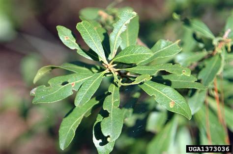 Meet A Tree: Wax Myrtle / Southern Wax Myrtle - Myrica cerifera or ...