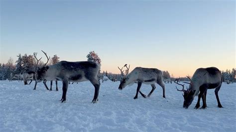 How reindeer help fight climate change | GreenStories