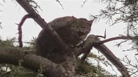 Sora È salvo il gattino rimasto bloccato su un albero per cinque