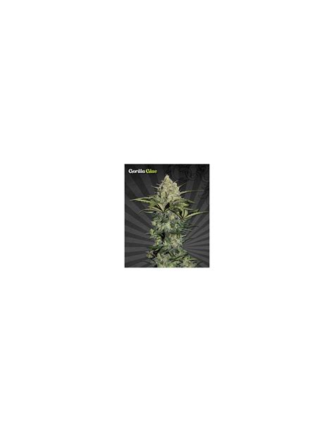 Gorilla Glue Auto Auto Seeds Autoflowering Seeds Oaseeds