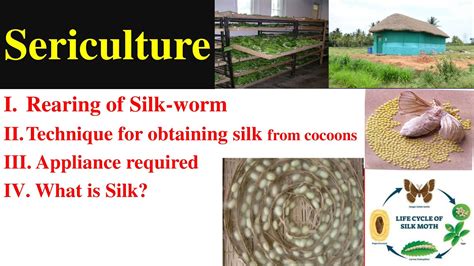 Silkworm Rearing Technique For Obtaining Silk Appliances Required