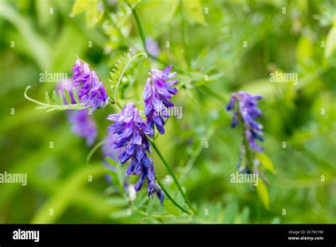 vicia cracca tufted vetch  vetch bird vetch blue vetch violet