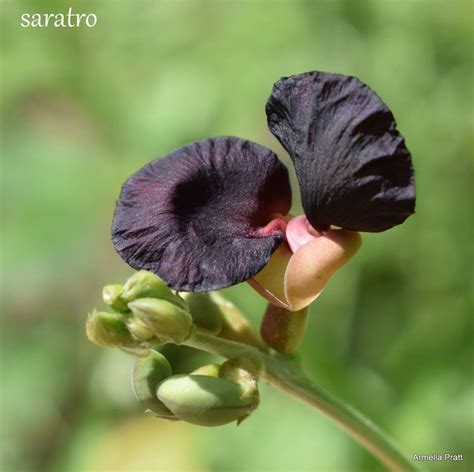 Plantfiles Pictures Macroptilium Species Siratro Purple Bush Bean