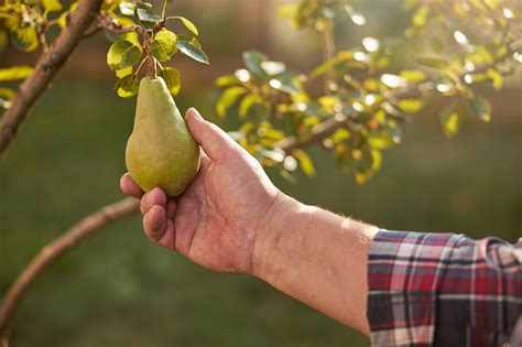 Gardener Checking Pears Growing In His Orchard Roma