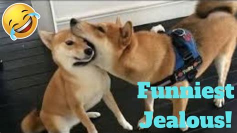 💥funniest Jealous Pets Ever Viral Weekly Lol😂🙃💥 Of 2019 Funny Animal