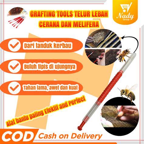 Stik Pengambilan Telur Lebah Telur Ratu Lebah Cerana Melifera Bee