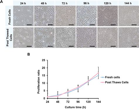 Functionalities Of Recovered L929 Cells A Cell Morphology After