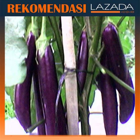 COD BIBIT SAYUR TERONG UNGU MENEMANI SAAT LALAPAN ATE0004 Lazada