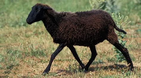 Karakul Sheep Breed Information, History & Facts - SheepCaretaker