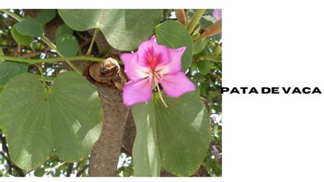 Pata de Vaca: A Miracle Plant with Health Benefits Galore