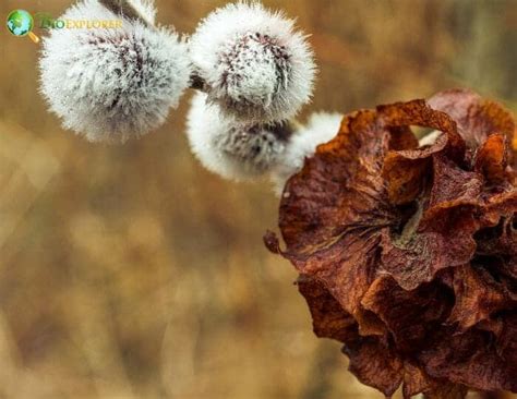 Pussy Willow Flower Salix Discolor BioExplorer Net