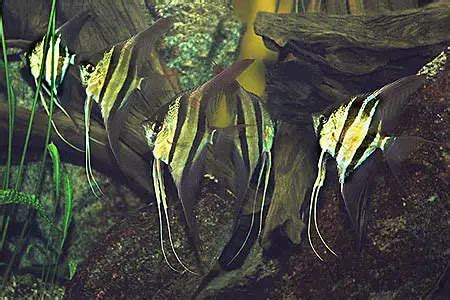 Pterophyllum altum (Altum Angel) — Seriously Fish