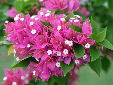 Bougainvillea Colors Varieties