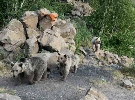 S Caktan Bunalan Yavru Boz Ay Lar Nemrut Krater G L Nde Serinledi