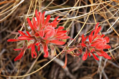 Desert Indian Paintbrush Castilleja Angustifolia Mojave Desert