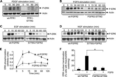 Ser 779 In The Cytoplasmic Tail Of FGFR1 And FGFR2 Is Required For