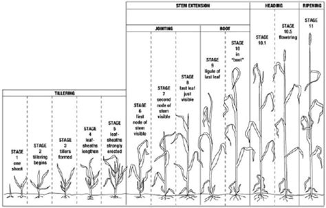 Wheat Growth Stages Nebraska Wheat