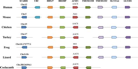 Conserved Synteny For The Genomic Region Of ACSF1 AACS Gene The