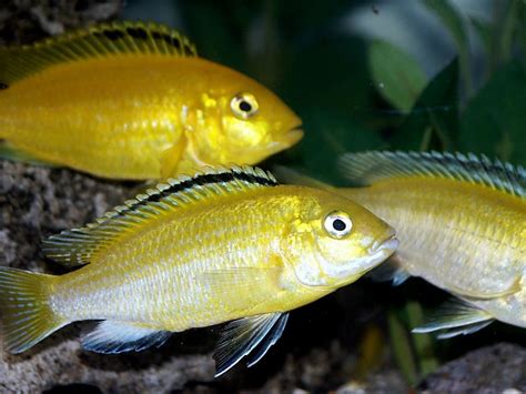 Photo 7 Electric Yellow Lab Labidochromis Caeruleus Mal